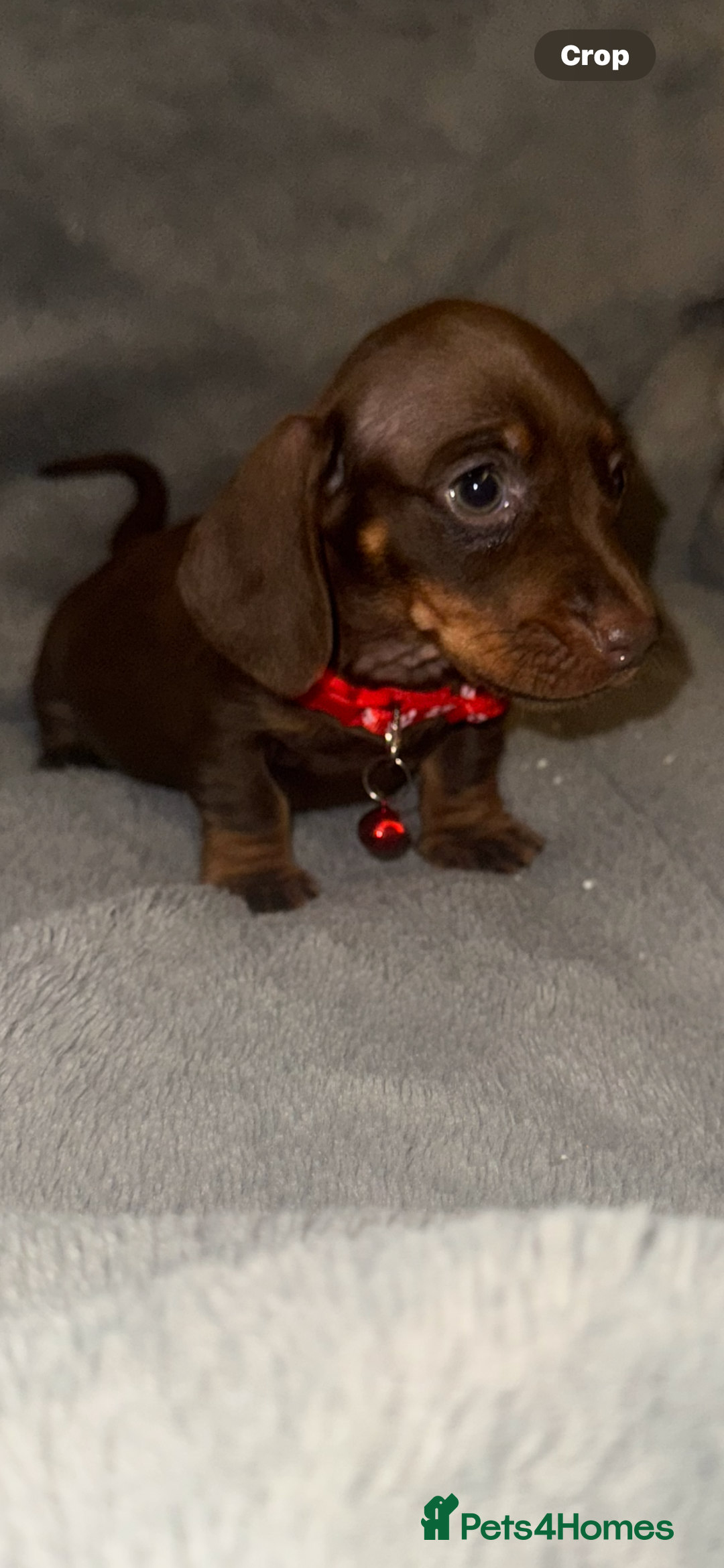 Miniature Dachshund dogs for sale: Miniature dachshund  - Advert 7
