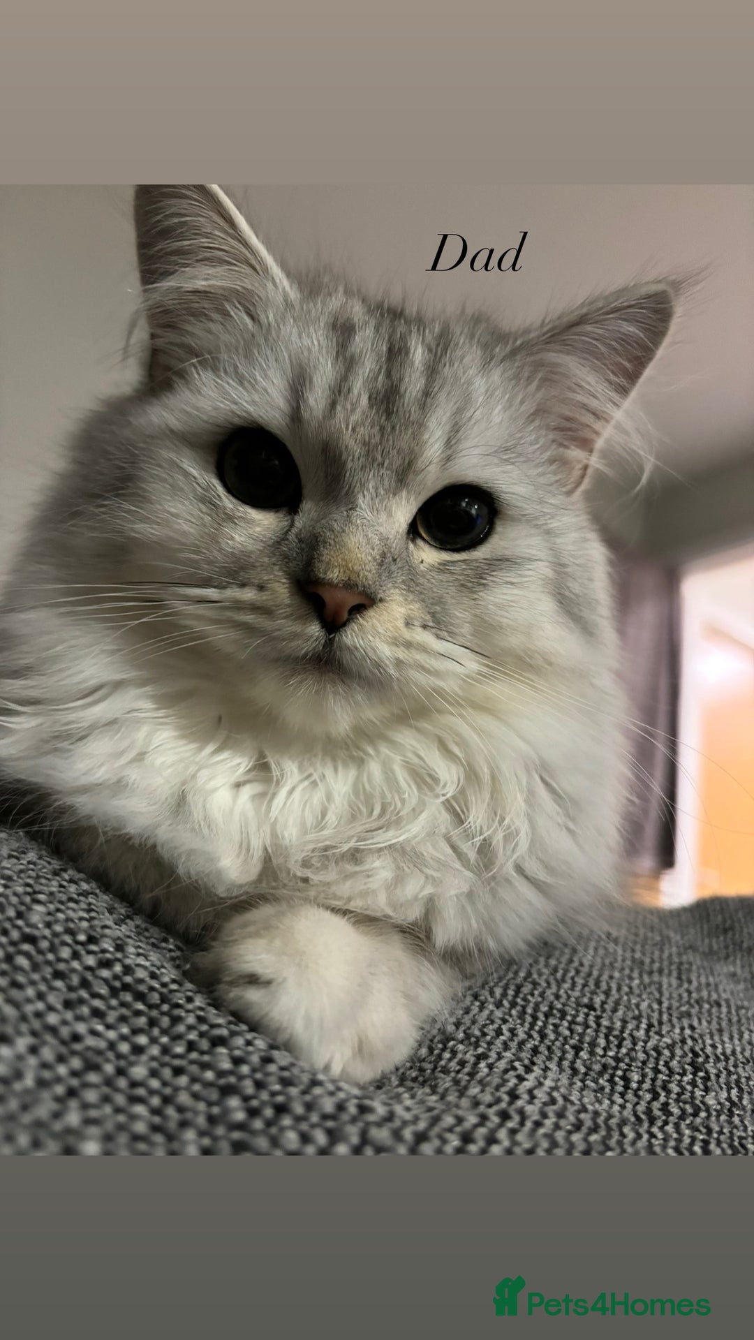 Mixed Breed cats for sale: Kittens for sale  - Advert 7