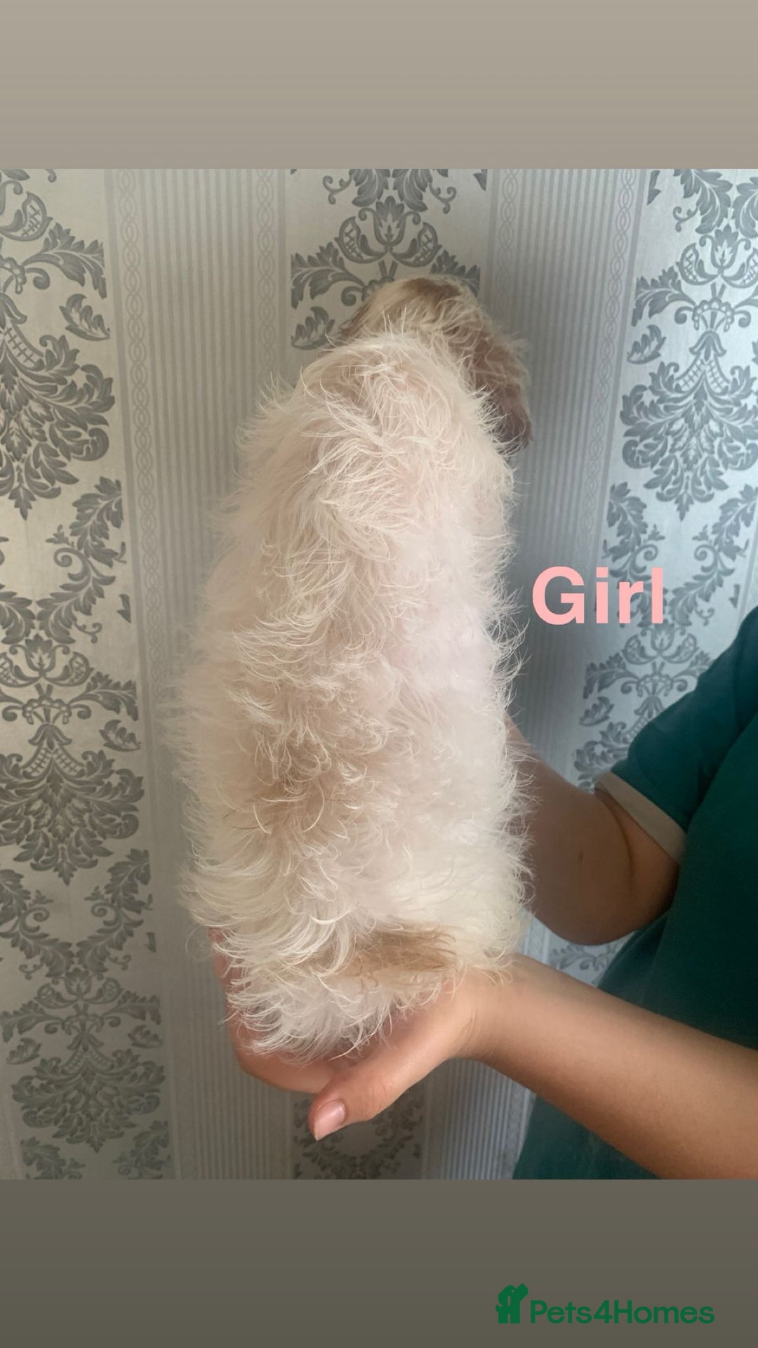 Cockapoo dogs for sale: Beautifulf1cockapoopuppies for their forever homes - Image 10