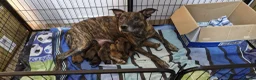 Mixed Breed dogs for sale: F2 Bullherder Puppy in Midhurst - Advert 3