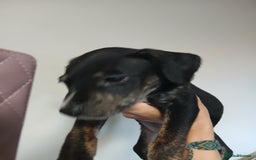 Mixed Breed dogs for sale: Lurcher cross begel  - Image 4