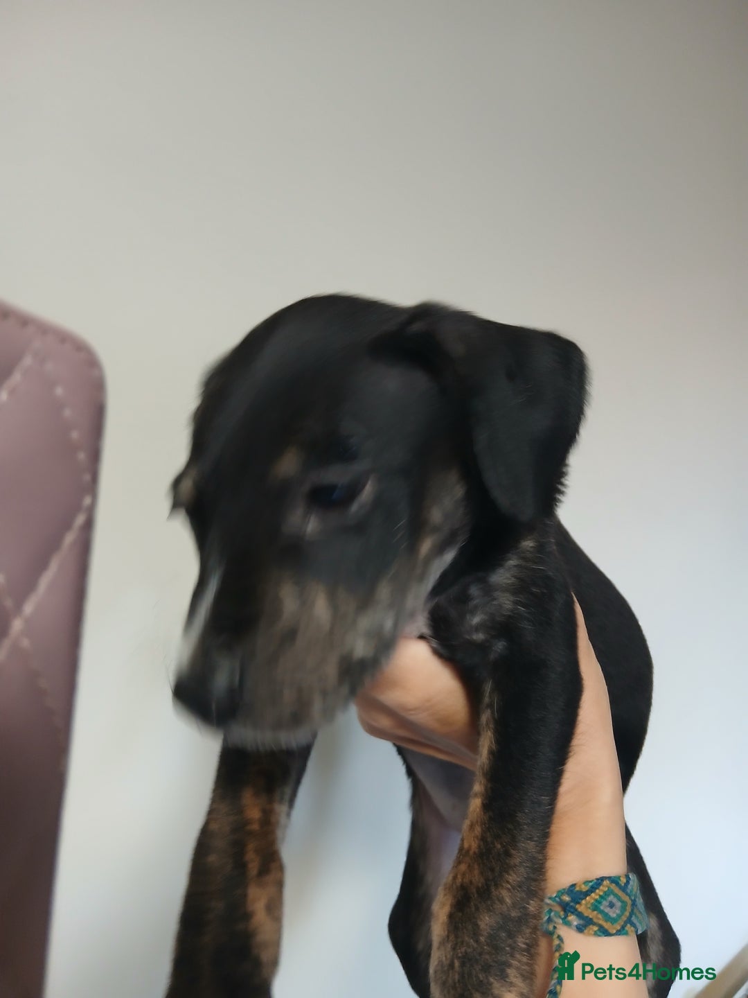 Mixed Breed dogs for sale: Lurcher cross begel  - Image 4