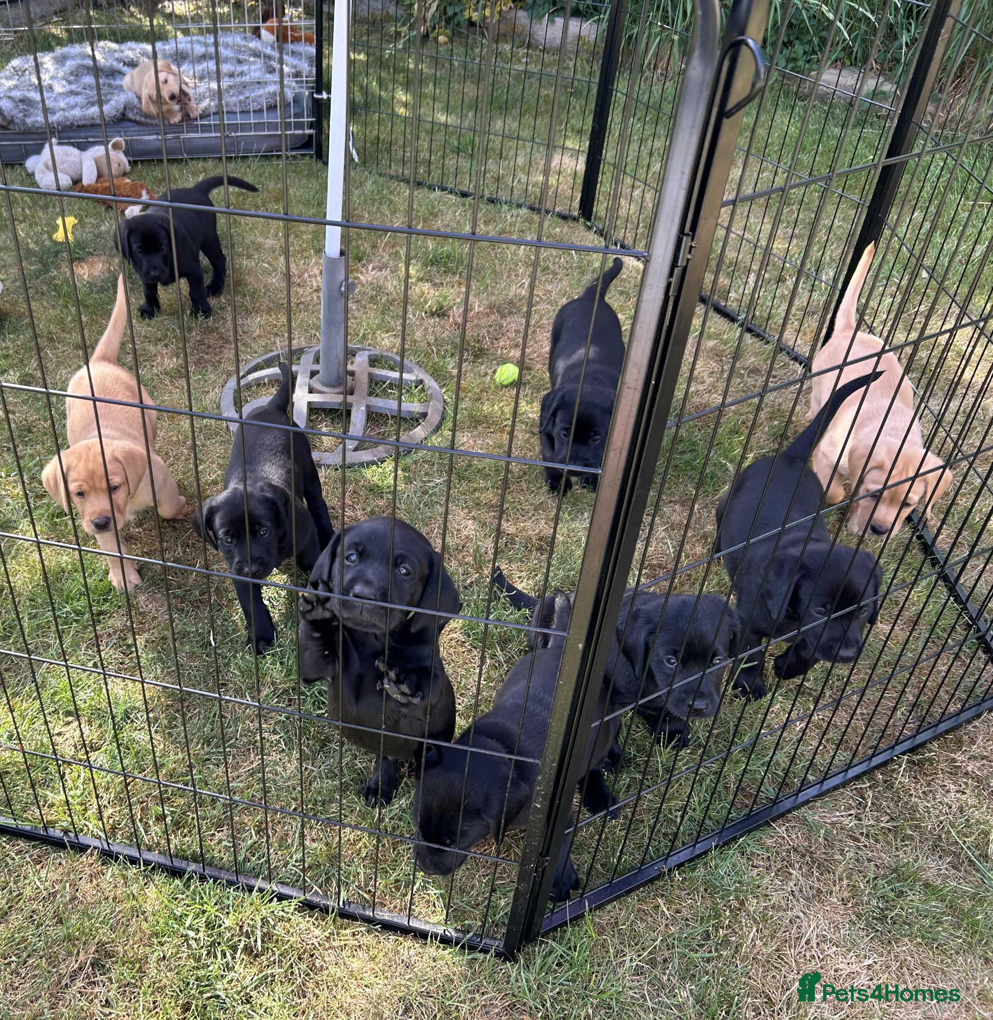 Labrador Retriever dogs Black & Fox Red KC Labrador Puppies - Advert 5