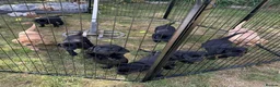Labrador Retriever dogs for sale: Black & Fox Red KC Labrador Puppies - Advert 1