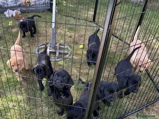 Labrador Retriever dogs Black & Fox Red KC Labrador Puppies - Advert 5