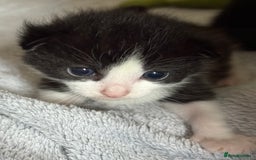 British Shorthair cats for sale: Beautiful kittens as family pets! 💜 - Image 8