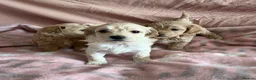 Maltipoo dogs for sale: Exquisite F1 Maltipoo Puppies in Chislehurst - Advert 6
