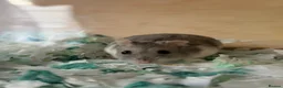 Hamster rodents for sale: Russian Dwarf Hamster  - Advert 2