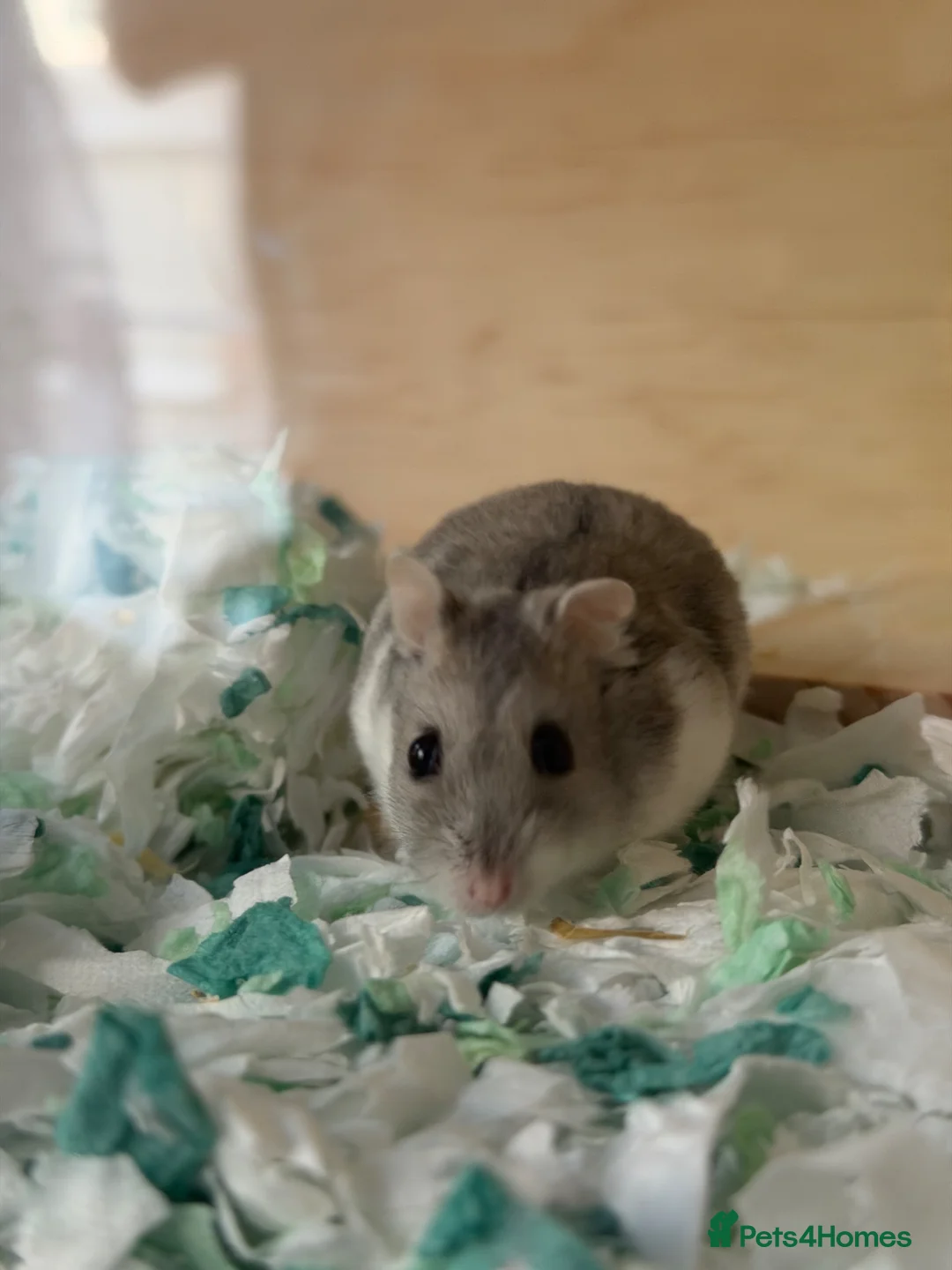 Hamster rodents for sale: Russian Dwarf Hamster  - Advert 2