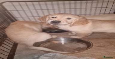 Golden Retriever dogs - Advert 1