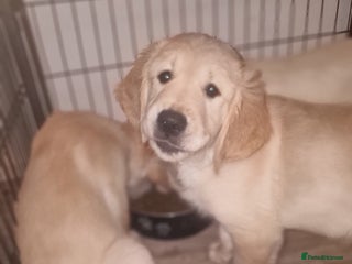 Golden Retriever dogs - Advert 7