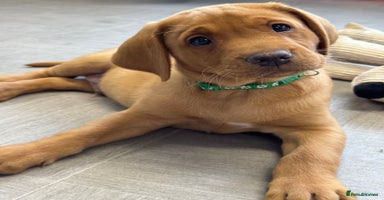 Labrador Retriever dogs - Advert 7