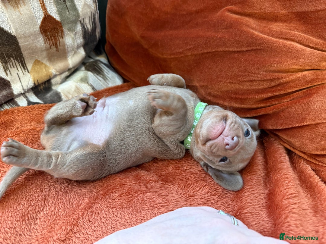 Miniature Dachshund dogs for sale: KC Reg Isabella & Tan Miniature Dachshund Puppies - Advert 20