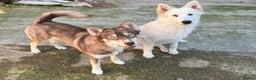 Shepsky dogs for sale: Northern innuit puppies - Advert 7