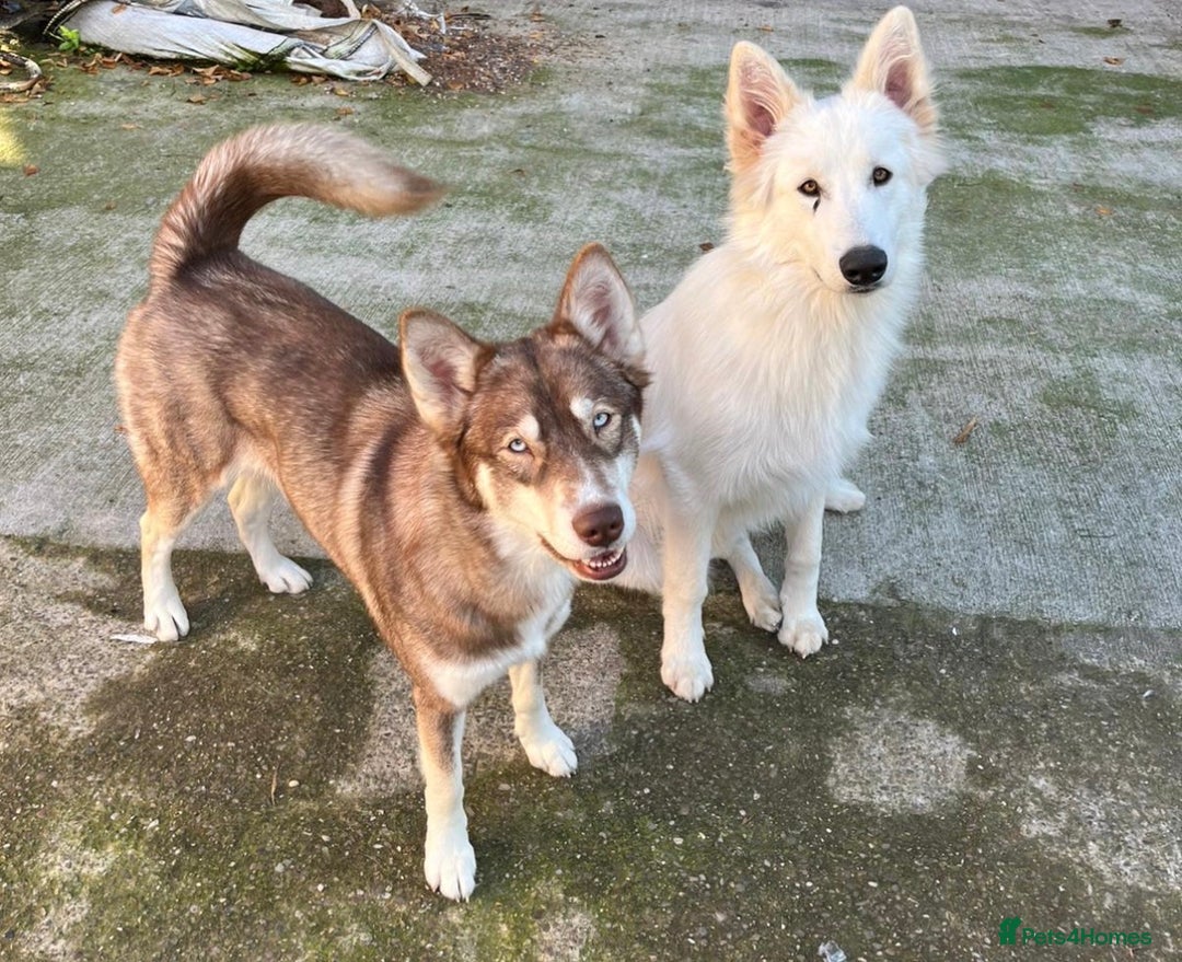 Shepsky dogs for sale: Northern innuit puppies - Advert 7