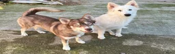 Shepsky dogs for sale: Northern innuit puppies - Advert 12