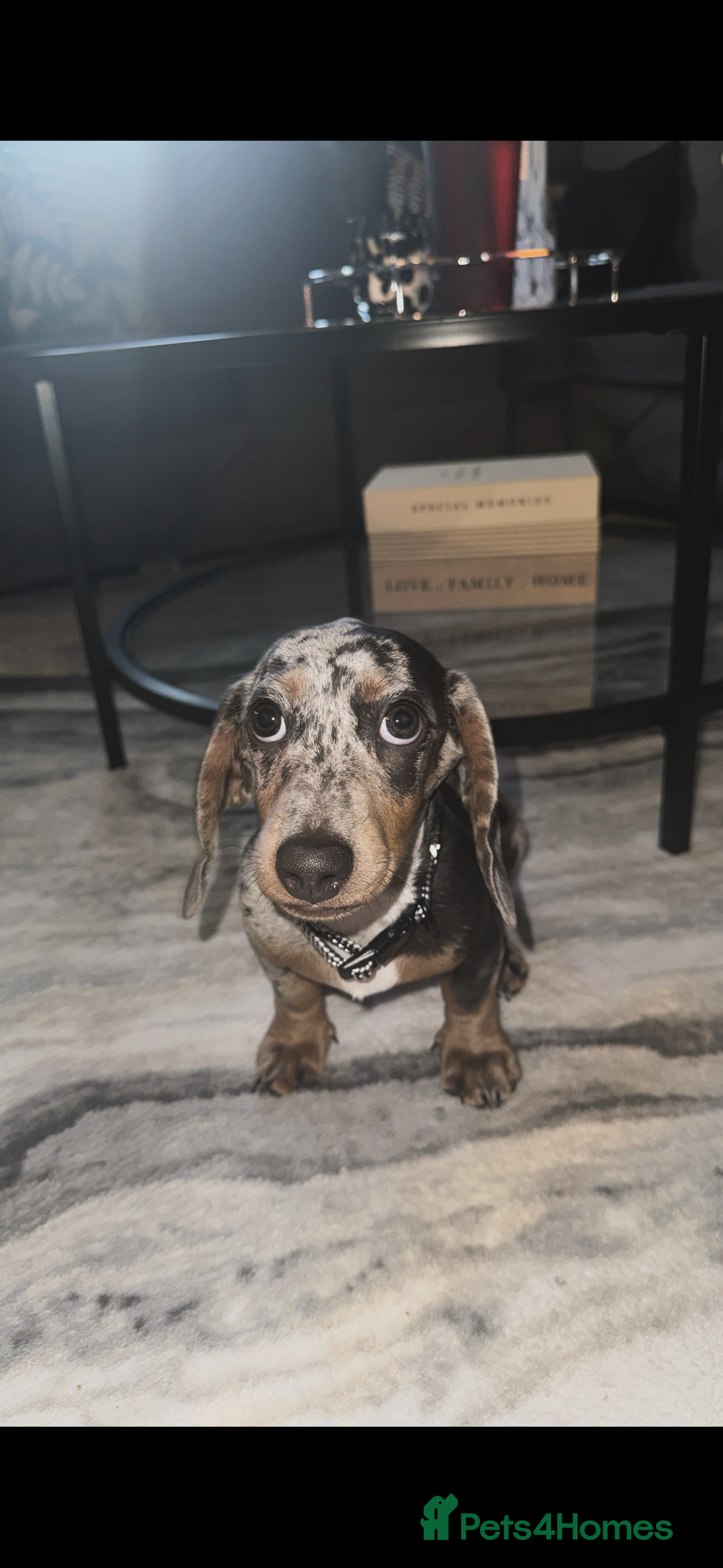 Miniature Dachshund dogs for sale: Miniature dachshund - Advert 1