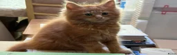 Maine Coon cats for sale: PURE BREED MAINE COON KITTENS - Advert 7