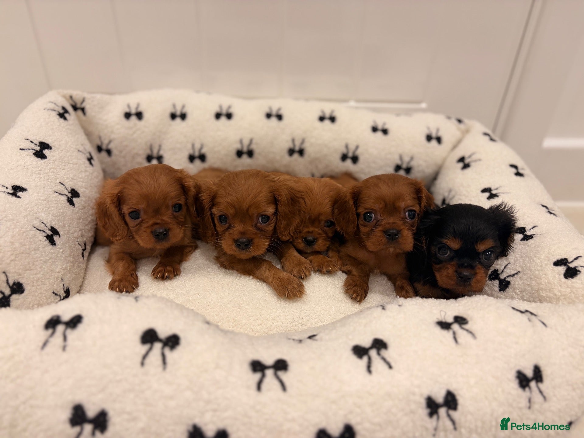 Cavalier King Charles Spaniel dogs 🐾 KC Registered King Charles cavalier  Puppies 🐾 - Advert 5