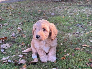 Cockapoo dogs - Advert 7