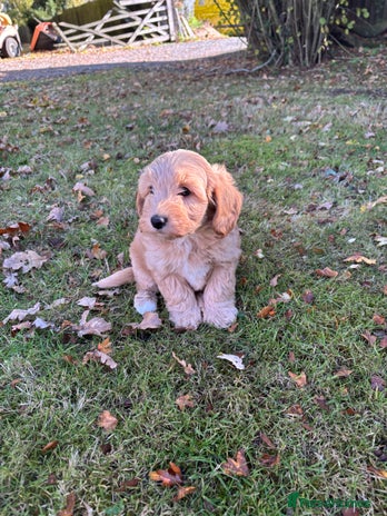 Cockapoo dogs - Advert 1