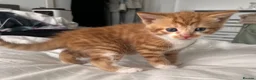 Mixed Breed cats for sale: 3 males, 1 female from loving family home - Advert 18
