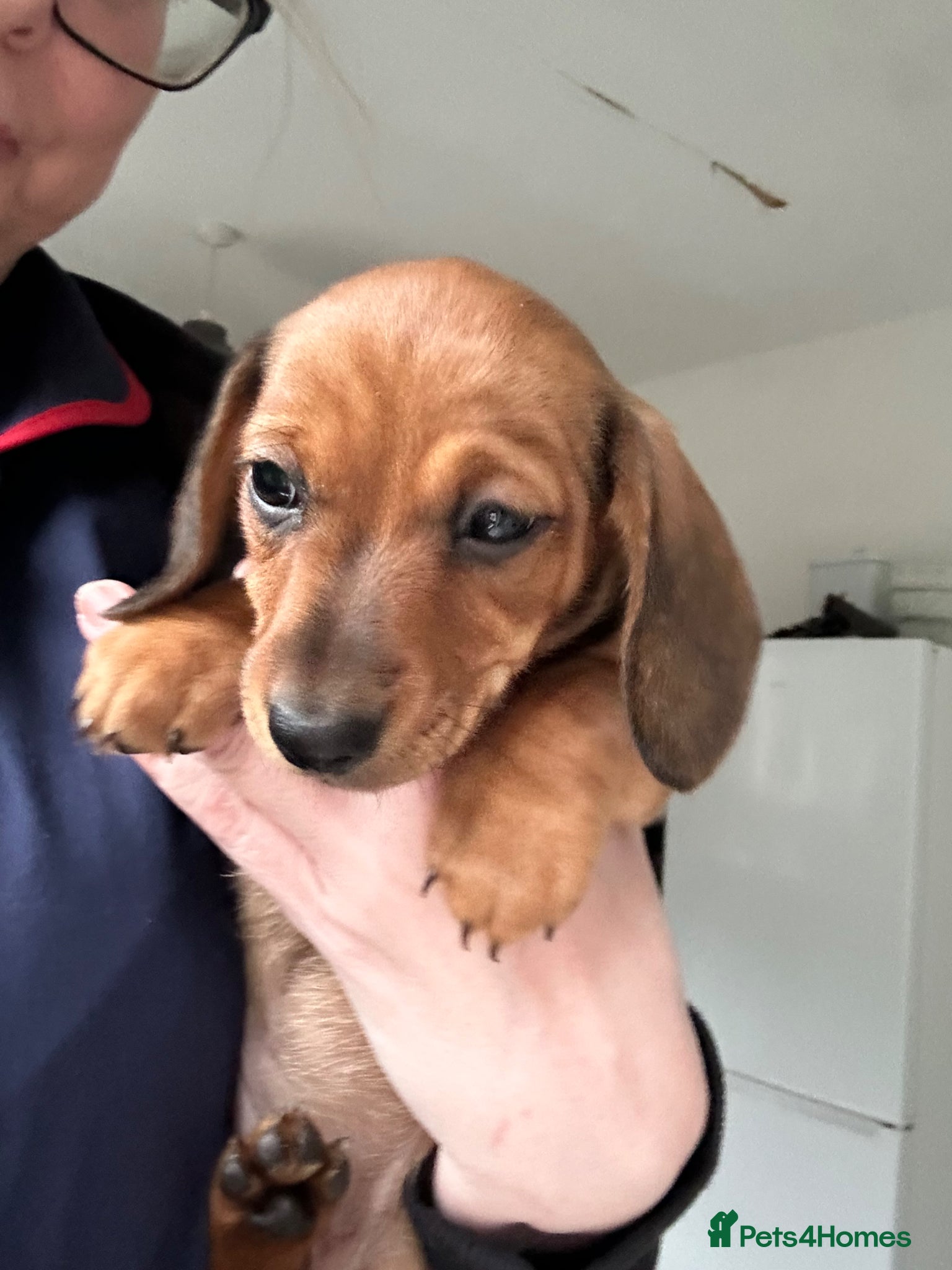 Miniature Dachshund dogs Stunning litter of beautiful babies  - Advert 15