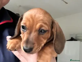 Miniature Dachshund dogs Stunning litter of beautiful babies - Advert 2