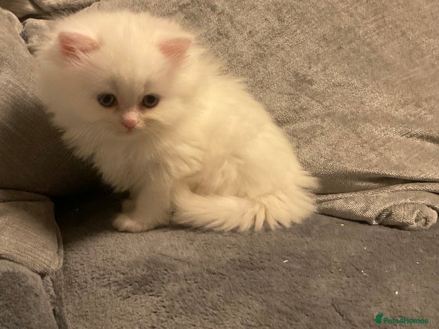 Persian cats “Lap cat” Persians with beautiful features 3 LEFT - Advert 1