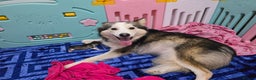 Alaskan Malamute dogs for sale: litter of chunky fluffy malamutes - Advert 1