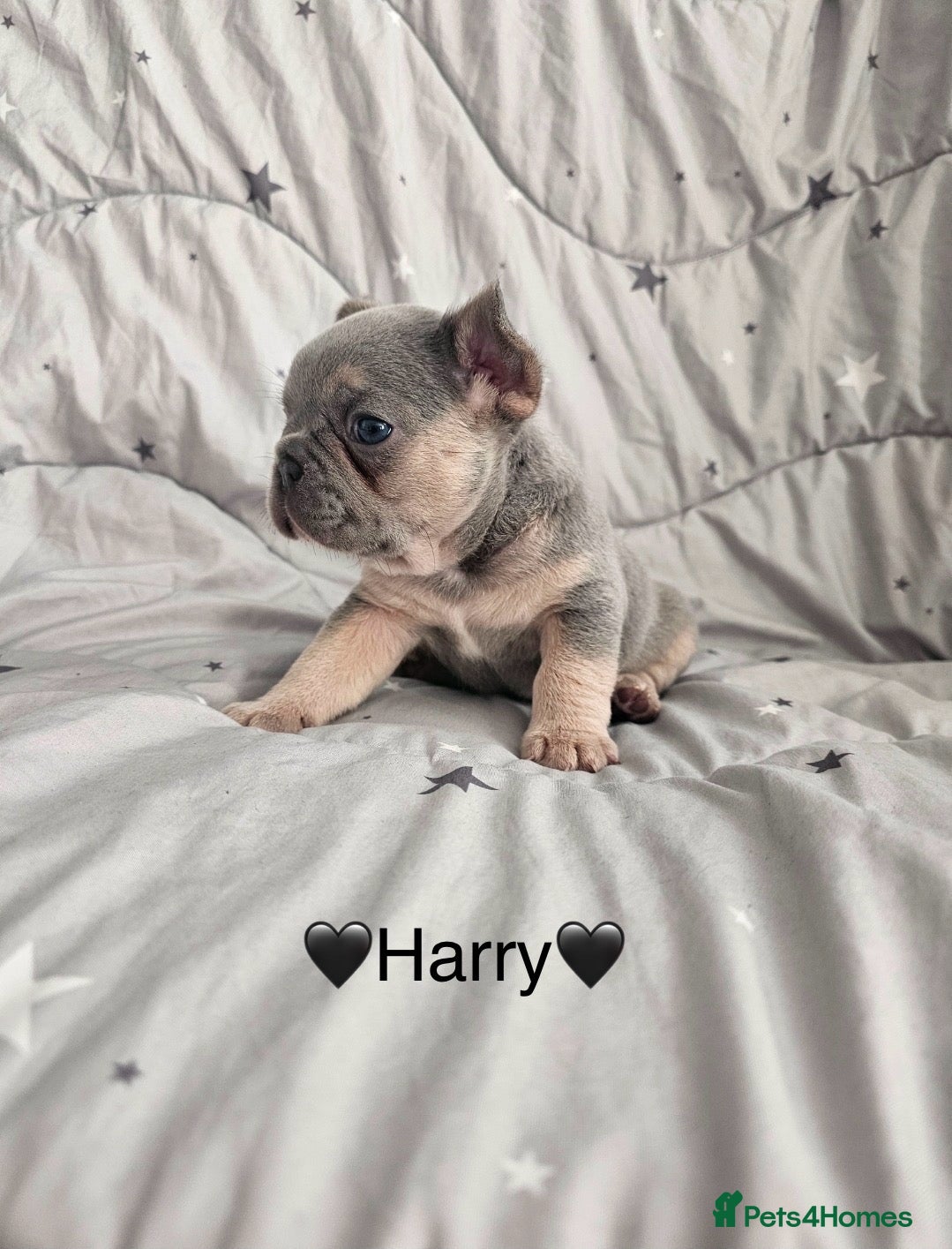 French Bulldog dogs French bulldog pups - Advert 10