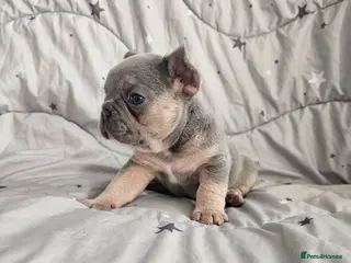 French Bulldog dogs French bulldog pups - Advert 10