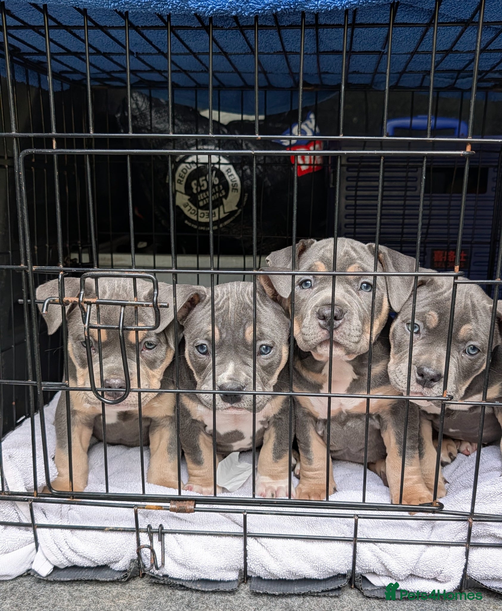 American Bully dogs Elite Blue Tri Pocket Bully - Advert 15