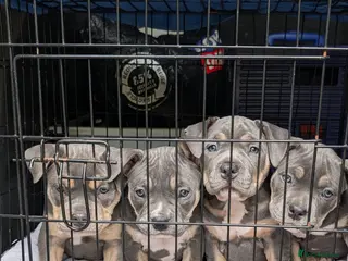 American Bully dogs Elite Blue Tri Pocket Bully - Advert 15