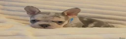 French Bulldog dogs for sale: Ready to leave 💯Tiny French Bulldogs 💯  - Advert 9