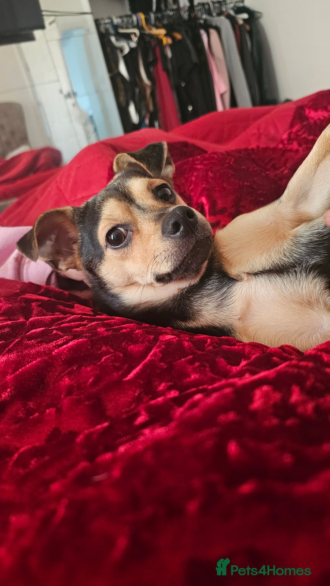 Mixed Breed dogs for sale: 7-Month-Old Jack Chi Puppy – Family Raised - Advert 5