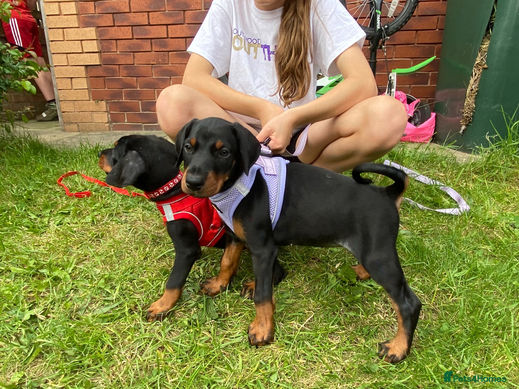 Dobermann dogs Ready 28th May Kc Health tested Black & Tan girls  - Advert 16