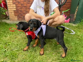 Dobermann dogs Ready 28th May Kc Health tested Black & Tan girls - Advert 1