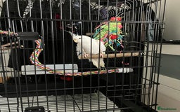 Cockatiels birds for sale: 10 month old white cockatiel  - Image 4