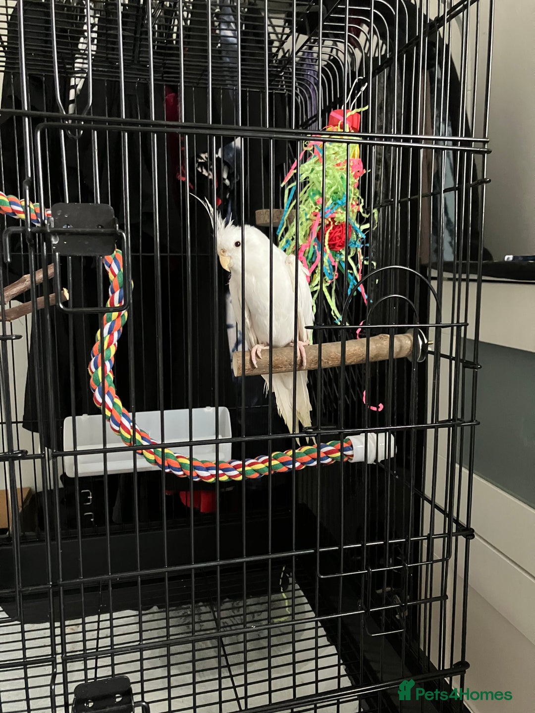 Cockatiels birds for sale: 10 month old white cockatiel  - Image 4