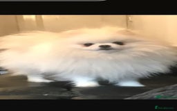 Pomeranian dogs for sale: Handsome Pomeranian - Image 2