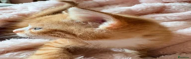 Mixed Breed 2