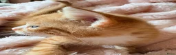 Mixed Breed cats for sale: Beautiful Ginger Kittens  - Advert 15