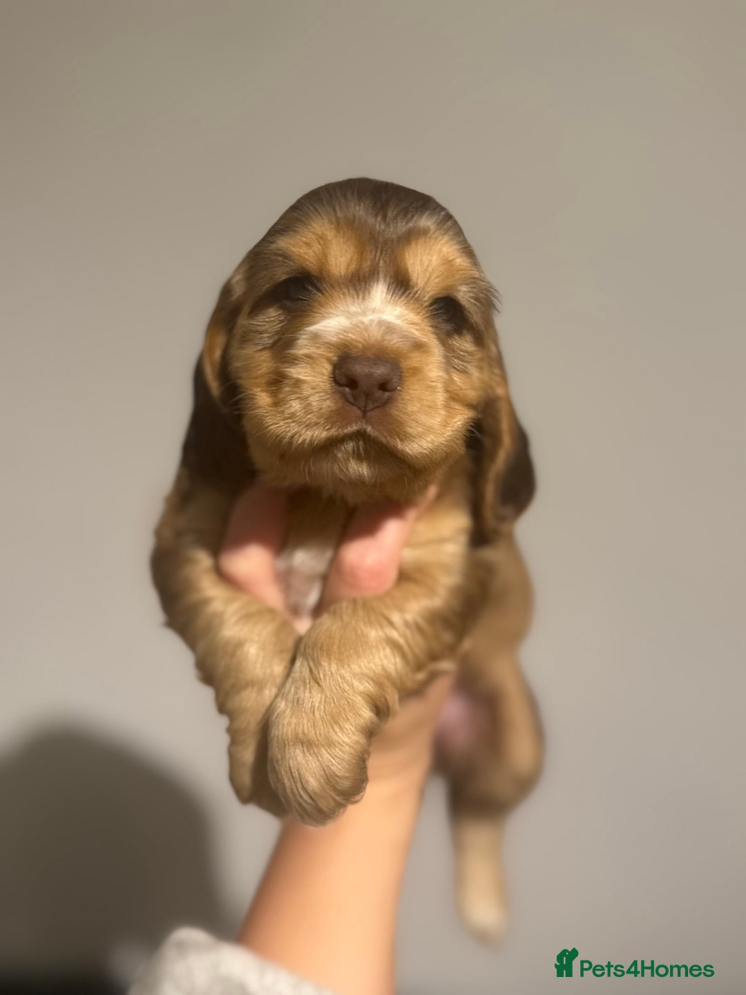 Cocker Spaniel dogs for sale: Last stunning KC show cocker - Advert 21