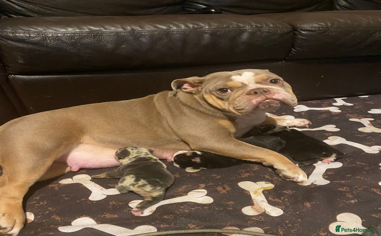 English Bulldog dogs Unreal English bull dogs  - Advert 2