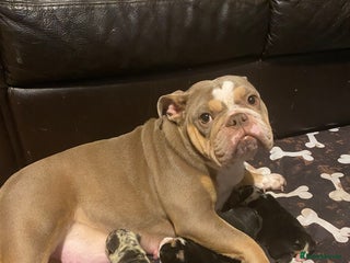 English Bulldog dogs Unreal English bull dogs - Advert 1