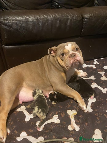 English Bulldog dogs Unreal English bull dogs - Advert 1