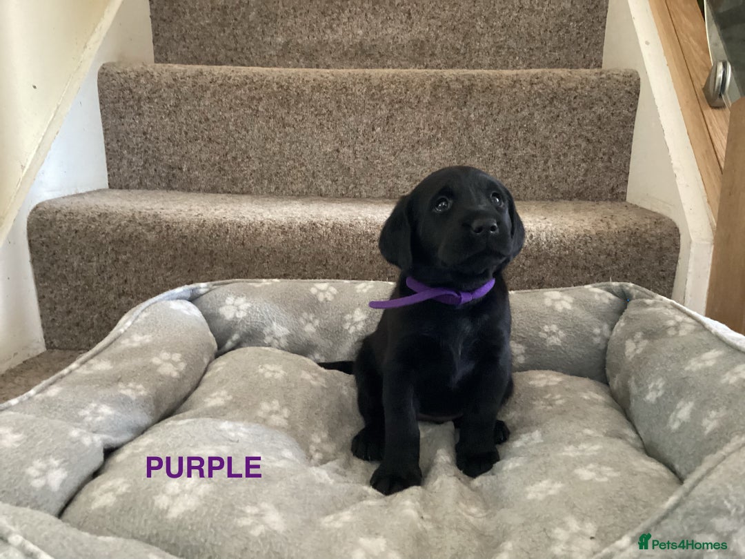 Labrador Retriever dogs for sale: KC Black Labrador Puppies - Image 10