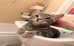 Mixed Breed cats for sale: Rehoming our 5 month old kitten, Melffy  - Image 1