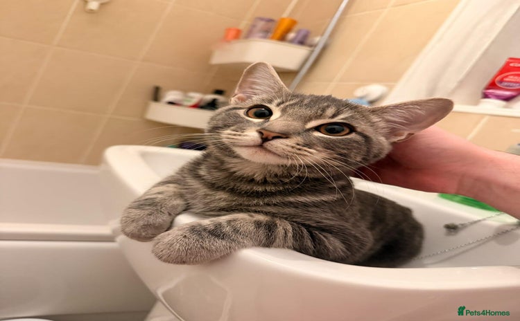 Mixed Breed cats - Advert 13